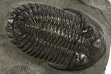 Detailed Hollardops Trilobite Fossil - Ofaten, Morocco #326000-3